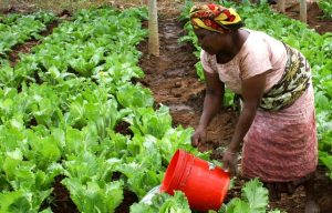 Abondance de légumes dans le Kasai-central